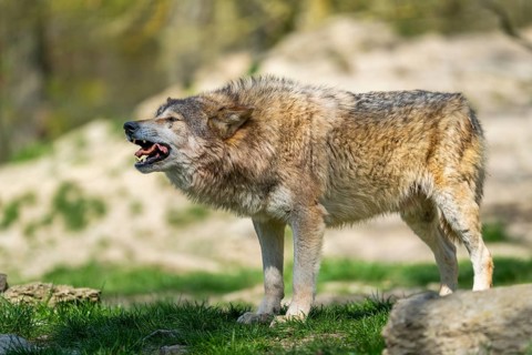 Eastern wolf (Canis lupus lycaon) standing on a meadow, Bavaria, Germany