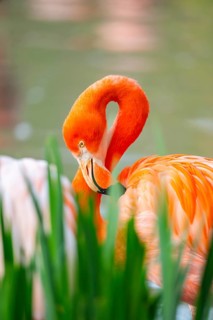 American flamingo (Phoenicopterus ruber), portrait in the water, Germany