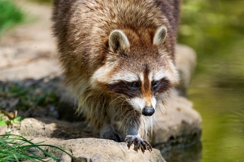 Common raccoon (Procyon lotor) on the watershore, Bavaria, Germany