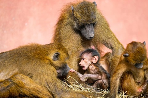 Guinea baboon (Papio papio) family with a new born youngster, captive, Bavaria, Germany