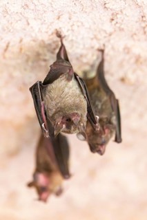 Lesser mouse-eared myotis (Myotis blythii) bats hanging on a wall, Bavaria, Germany
