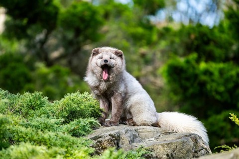 Arctic fox (Vulpes lagopus) sitting on a rock, Bavaria, Germany