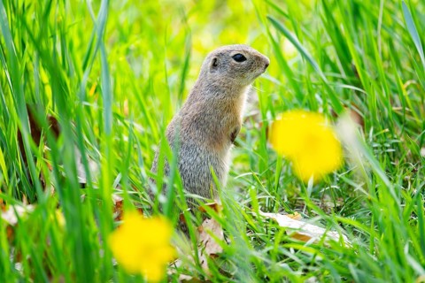 European ground squirrel (Spermophilus citellus) on a meadow, Bavaria, Germany