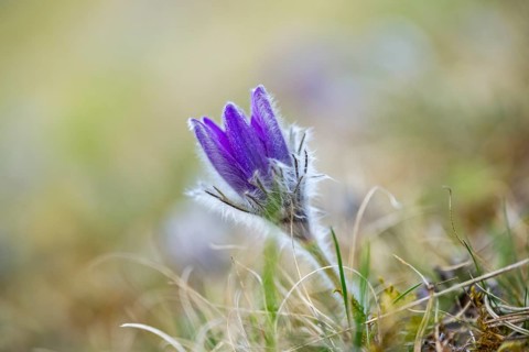 Pasque flower (Pulsatilla vulgaris), blooming, sunset, Bavaria, Germany