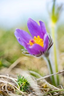 Pasque flower (Pulsatilla vulgaris), blooming, sunset, Bavaria, Germany
