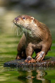 Eurasian otter (Lutra lutra) on a tree trunk in the water of a little lake, Bavaria, Germany