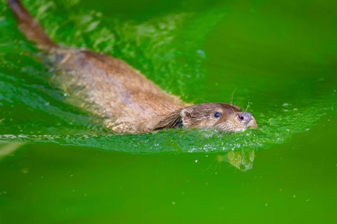 Eurasian otter (Lutra lutra) swimming in the water of a little lake, Bavaria, Germany