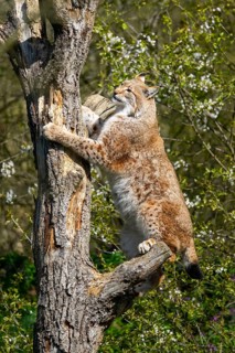 Eurasian lynx (Lynx lynx) climbing on a tree, jumping, Bavaria, Germany