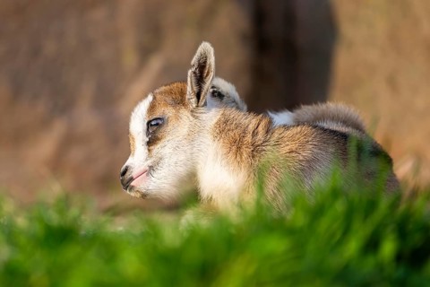 Domestic goat (Capra hircus) youngster lying on the ground, Bavaria, Germany