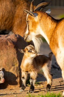 Domestic goat (Capra hircus) mother with her youngster, Bavaria, Germany