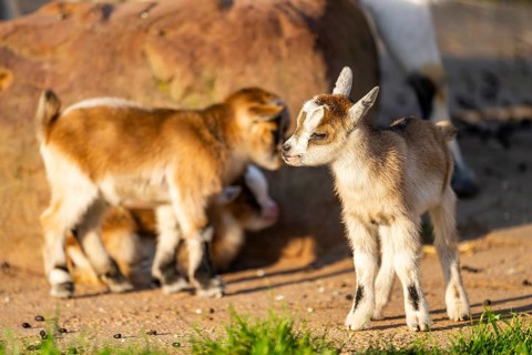 Domestic goat (Capra hircus) youngsters on the ground, Bavaria, Germany