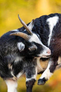 Domestic goat (Capra hircus), portrait, Bavaria, Germany