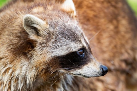 Common raccoon (Procyon lotor), portrait, Bavaria, Germany