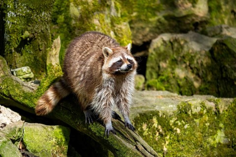Common raccoon (Procyon lotor) climbing up a tree, Bavaria, Germany