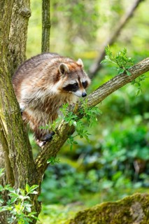 Common raccoon (Procyon lotor) climbing up a tree, Bavaria, Germany