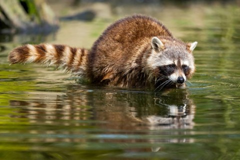 Common raccoon (Procyon lotor) in the water of a little lake, Bavaria, Germany