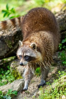 Common raccoon (Procyon lotor) walking on the ground, Bavaria, Germany