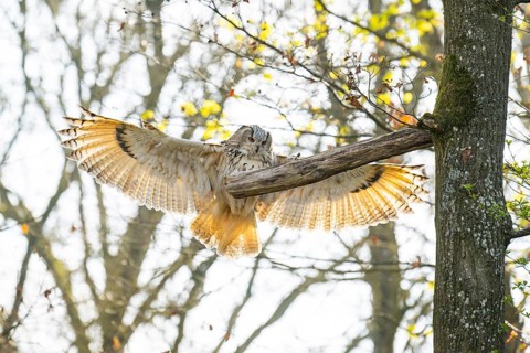 Eurasian eagle-owl (Bubo bubo) landing, captive, Bavaria, Germany