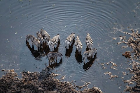 Steppe zebras (Equus quagga) drinking by the river, aerial view, Okavango Delta, Botswana