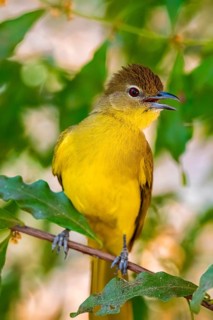 Yellow-bellied Greenbul (Chlorocichla flaviventris), Yellow-bellied Greenbul, Zambezi Region,