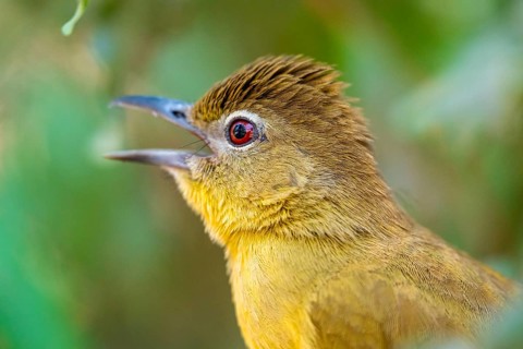 Yellow-bellied Greenbul (Chlorocichla flaviventris), Yellow-bellied Greenbul, Zambezi Region,