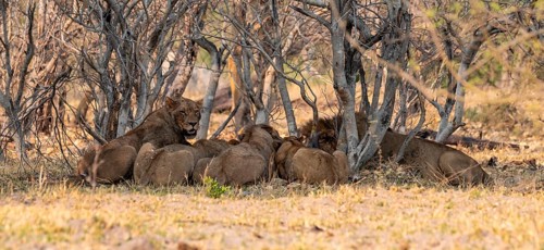 Lion pack with kill, lion (Panthera Leo) eats buffalo, savanna, Moremi Game Reserve, Botswana
