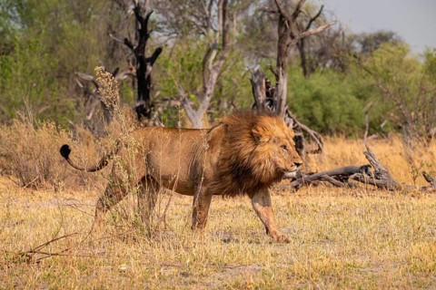 Maned lion, lion (Panthera Leo) runs to the side, savanna, Moremi Game Reserve, Botswana