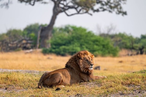 Maned lion, lion (Panthera leo) lies in the savanna, Moremi Game Reserve, Botswana