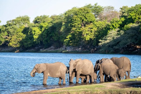 African elephant (Loxodonta africana) drinking in Chobe River, Ihaha, Chobe National Park National