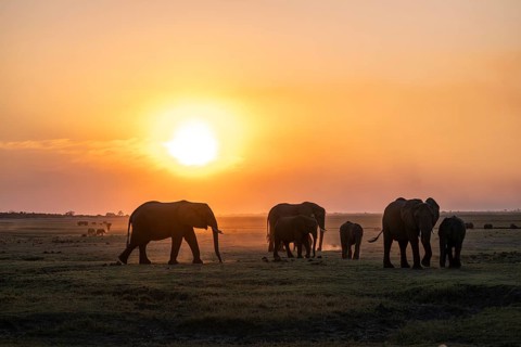 Herd, African Elephant (Loxodonta africana), Silhouette, Sunset, Ambient Light, Ihaha, Chobe