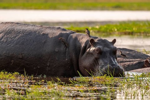 Hippopotamus (Hippopatamus amphibius), Okavango Delta, Moremi Game Reserve, Botswana