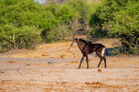 Sable, black antelope, black antelope (Hippotragus niger), Caprivi strip, Namibia