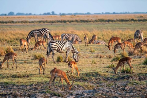 Impalas and steppe zebras (Equus quagga), atmospheric lighting, Ihaha, Chobe National Park National