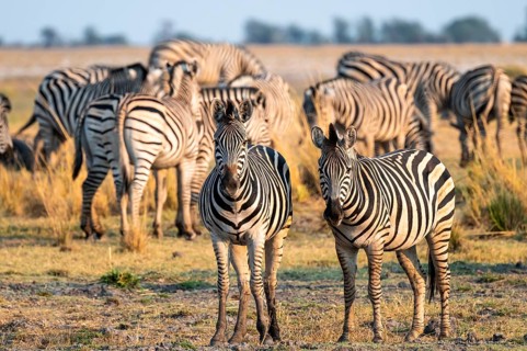 Herd of Steppe Zebras (Equus quagga), Ambient Light, Ihaha, Chobe National Park National Park,