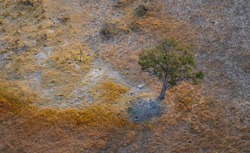 Species tree in the savanna, landscape, aerial view of the Okavango Delta, near Maun, Okavango
