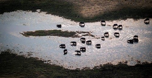 Kaffir buffalo (Syncerus caffer caffer), flock drinking in the river, aerial view, Okavango Delta,