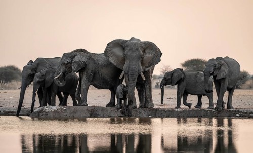 Animal family with baby elephant, African elephants (Loxodonta africana), drinking at the