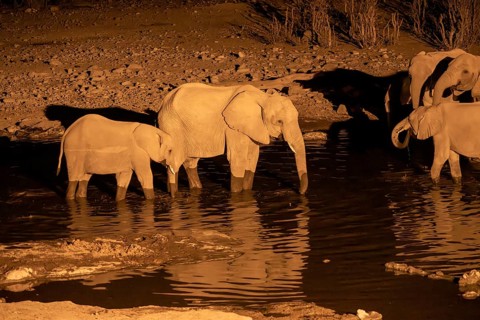 Night view, African elephant (Loxodonta africana), at Halali waterhole, Etosha National Park,