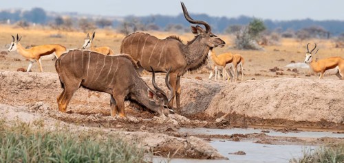 Big Kudu (Tragelaphus strepsiceros), flock drinking at waterhole, Nxai Pan National Park, Botswana