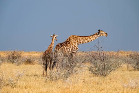 Angola giraffe (Giraffa giraffa angolensis), giraffe in dry savanna, Etosha National Park, Namibia