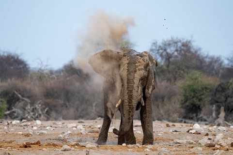 African elephant (Loxodonta africana), taking a mud bath and dusting, Etosha National Park, Namibia