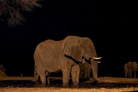 Waterhole at night, African elephants drinking, night view, Kasane, Botswana