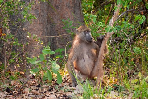 Chacma baboons (Papio ursinus) adults and young animals foraging, Third Bridge, Okavango Delta,