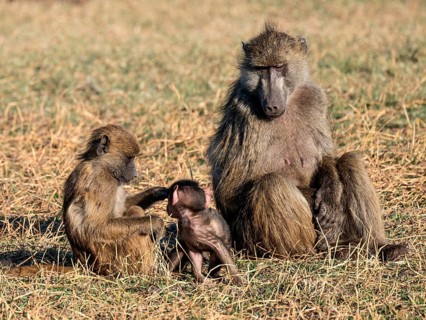 Young animal playing with mother, bear baboons (Papio ursinus), Ihaha, Chobe National Park National