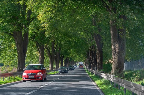Lindenallee (Tilia) on the B4, Rehna, Mecklenburg-Western Pomerania
