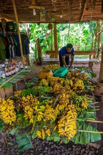 Local man, production of banana juice and banana schnapps, banana plantation, near Fort Portal,