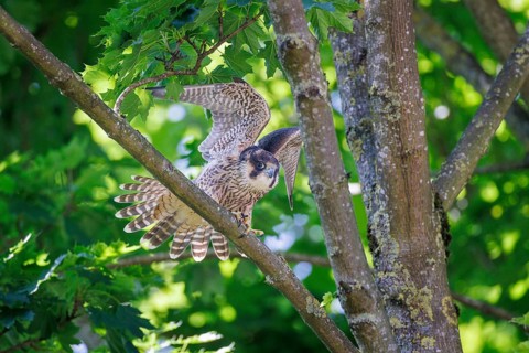 Peregrine Falcon (Falco peregrinus), Germany