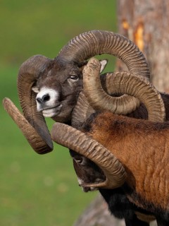Two grouches have wedged their horns, North Rhine-Westphalia, Germany