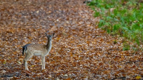 Fallow deer in the forest, North Rhine-Westphalia, Germany