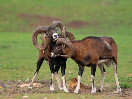 Two grouches have wedged their horns, North Rhine-Westphalia, Germany